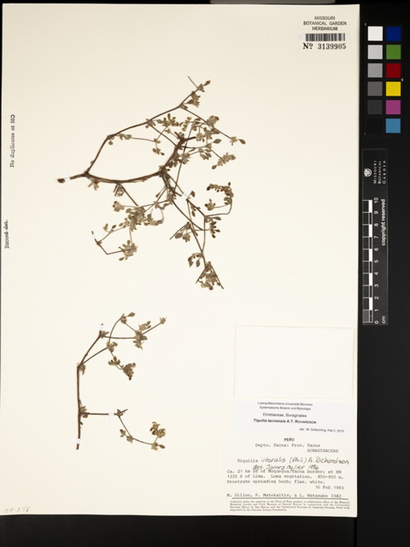 Tiquilia tacnensis photo 7