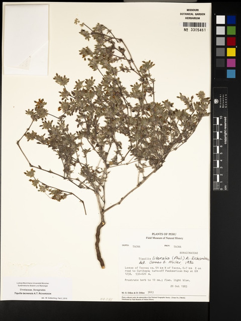 Tiquilia tacnensis photo 8