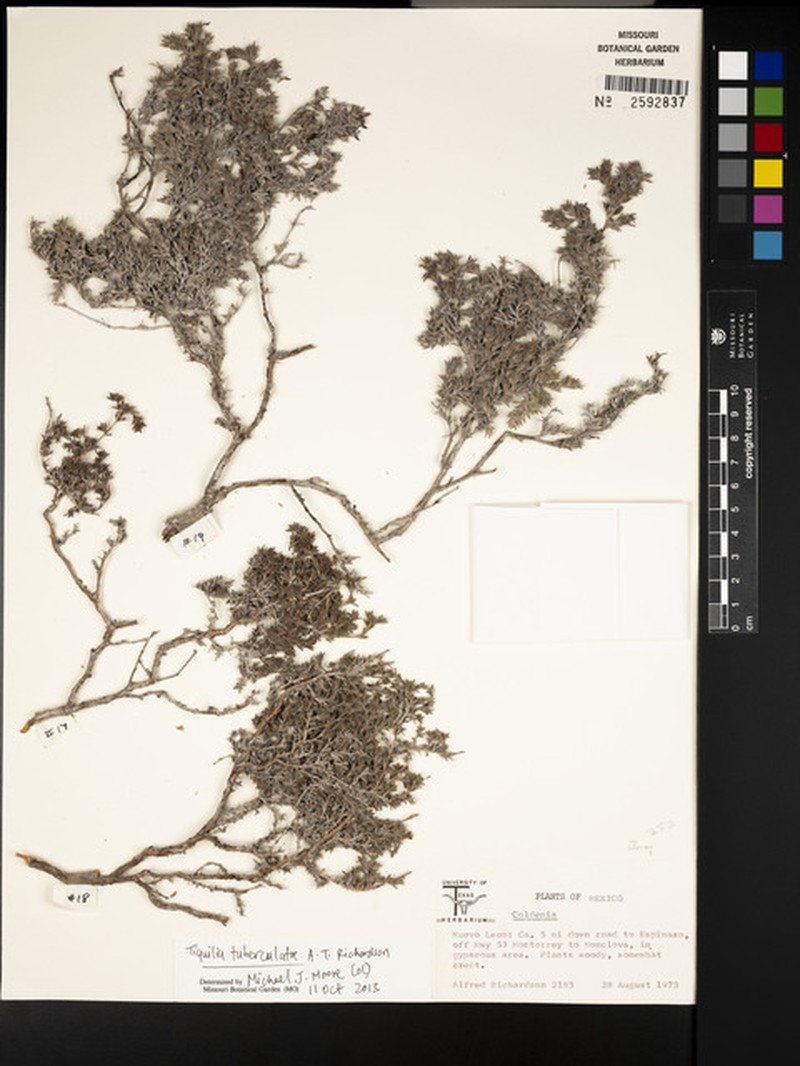 Tiquilia tuberculata