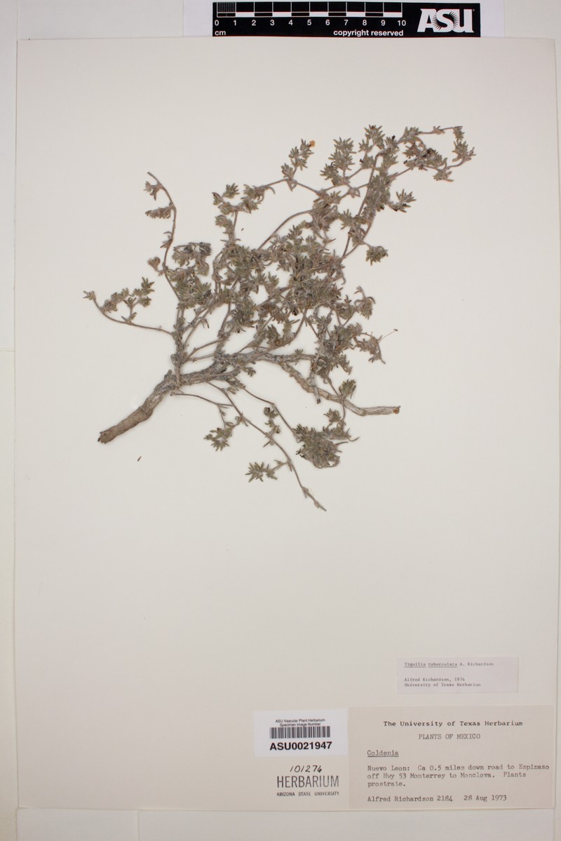 Tiquilia tuberculata photo 2