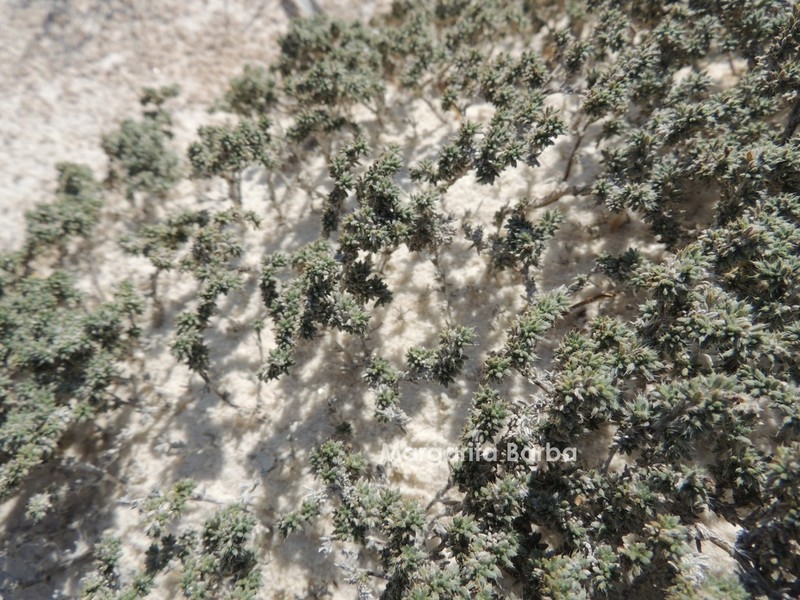 Tiquilia turneri photo 2