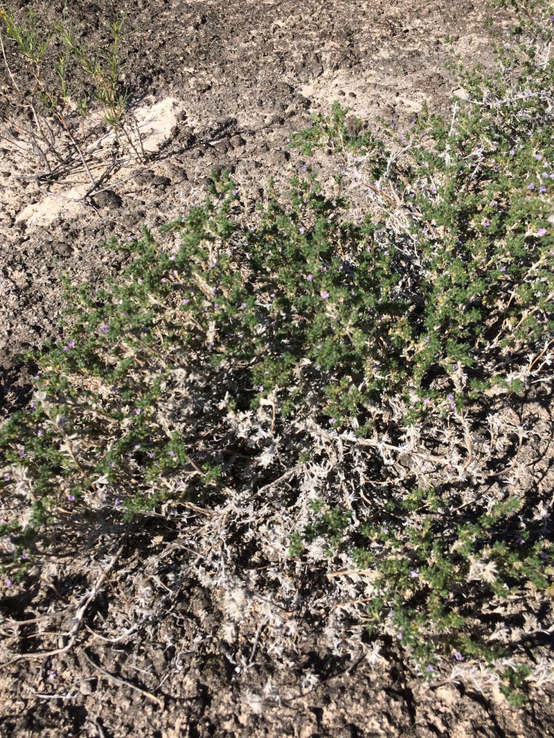Tiquilia turneri photo 3