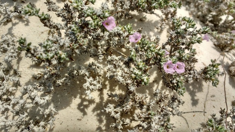 Tiquilia turneri photo 4
