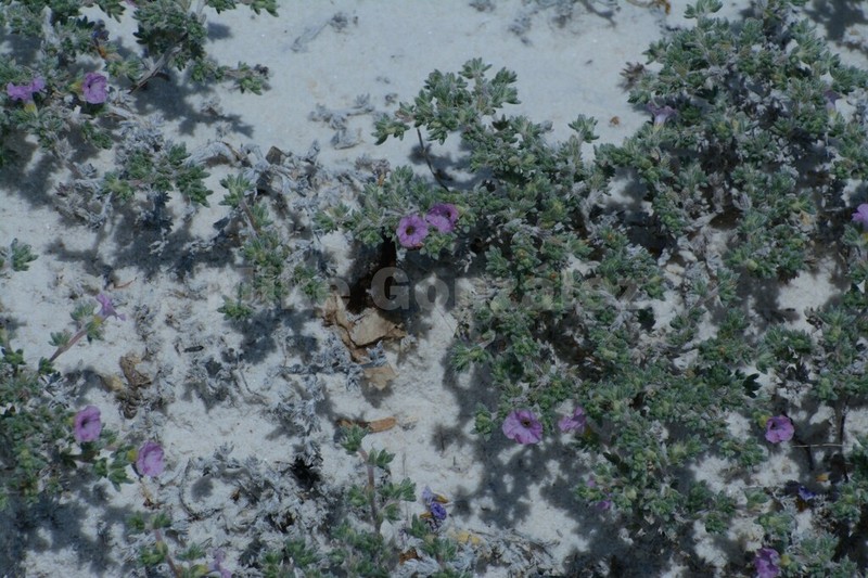 Tiquilia turneri photo 5