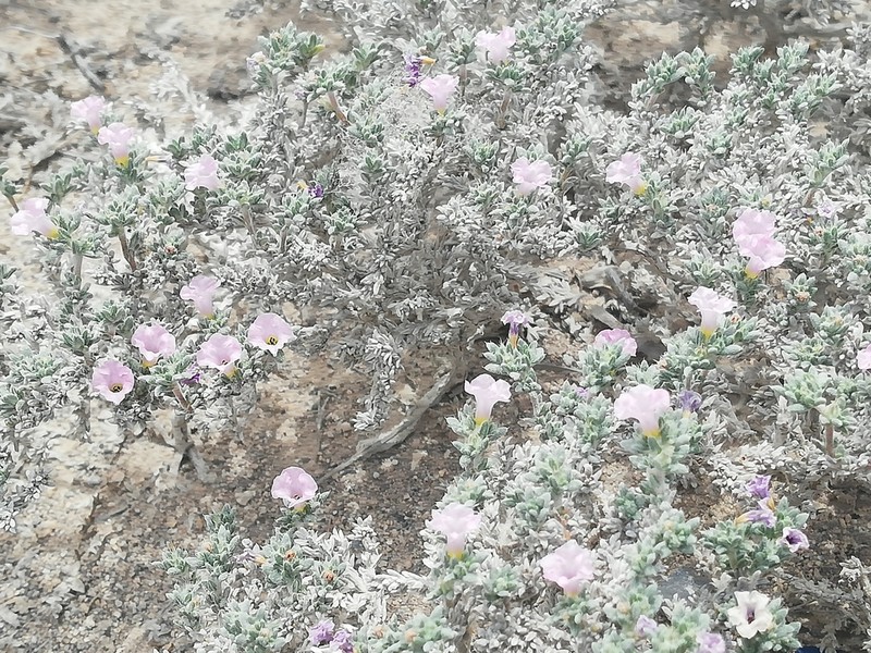 Tiquilia turneri photo 6