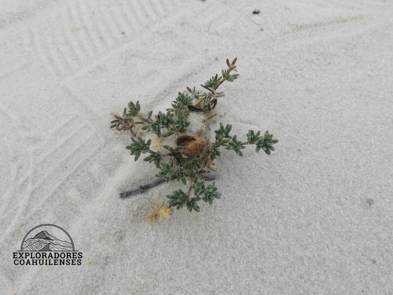 Tiquilia turneri photo 7