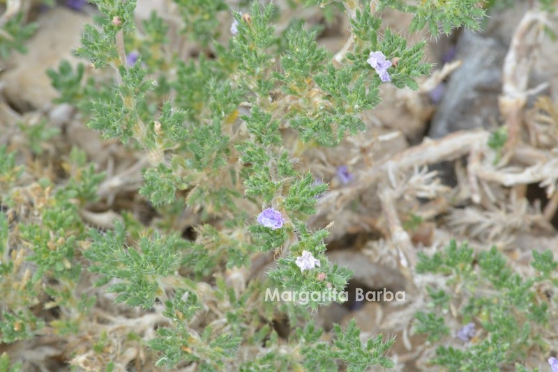 Tiquilia turneri photo 8