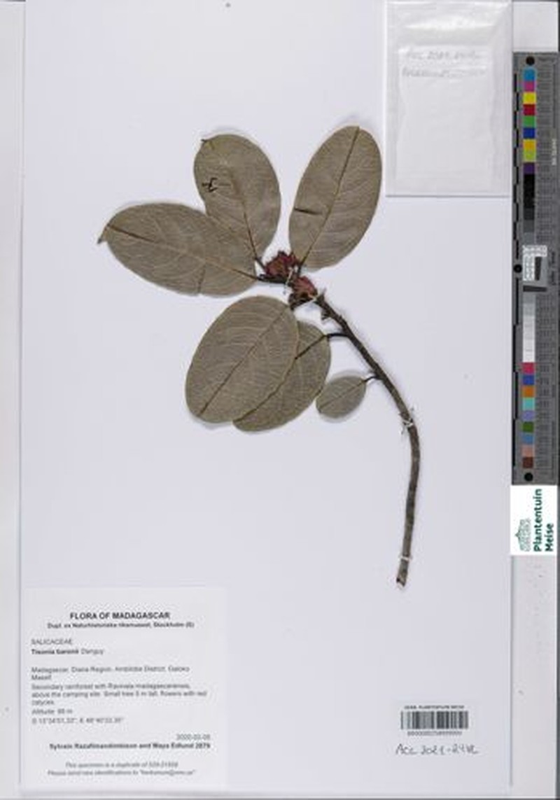 Tisonia baronii