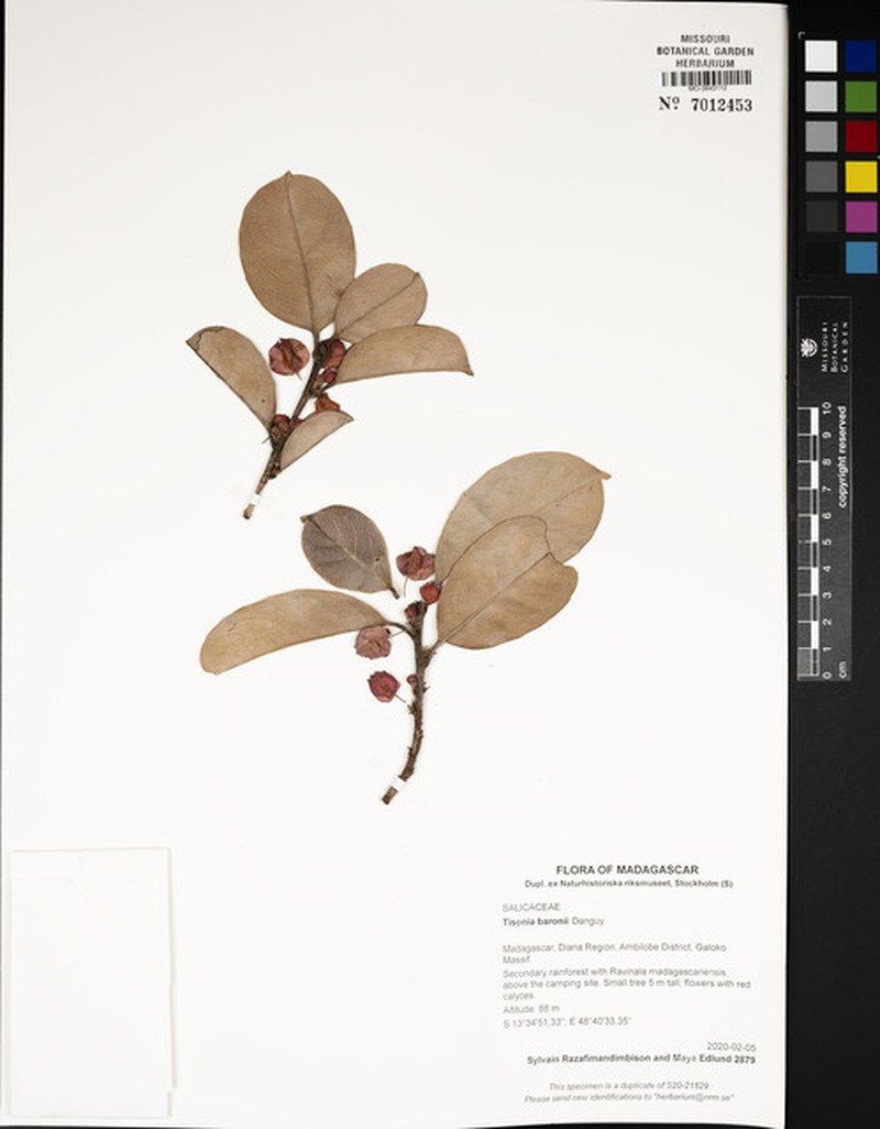 Tisonia baronii photo 2
