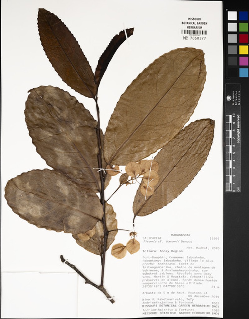 Tisonia baronii photo 3