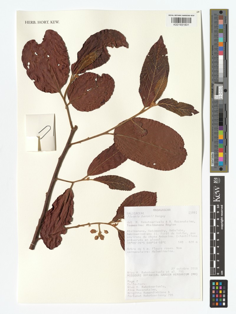 Tisonia baronii photo 4