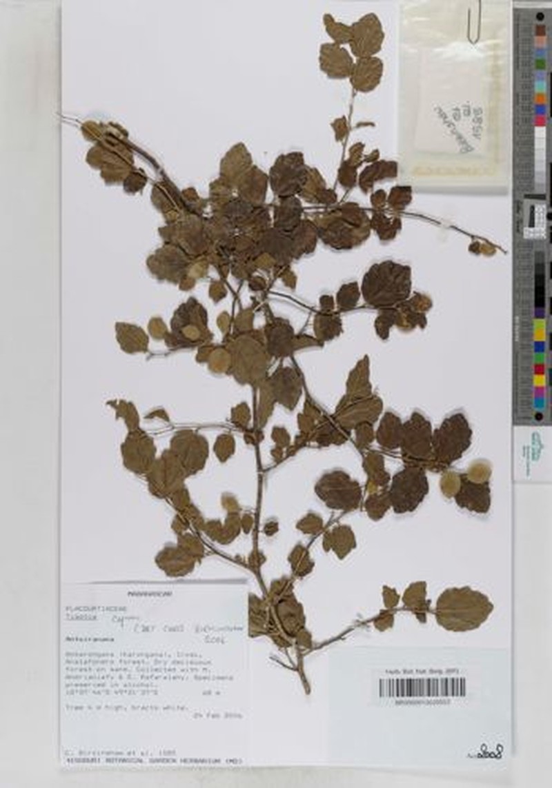 Tisonia capuronii