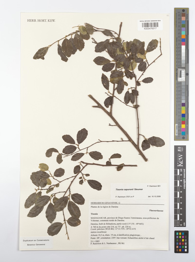 Tisonia capuronii photo 2