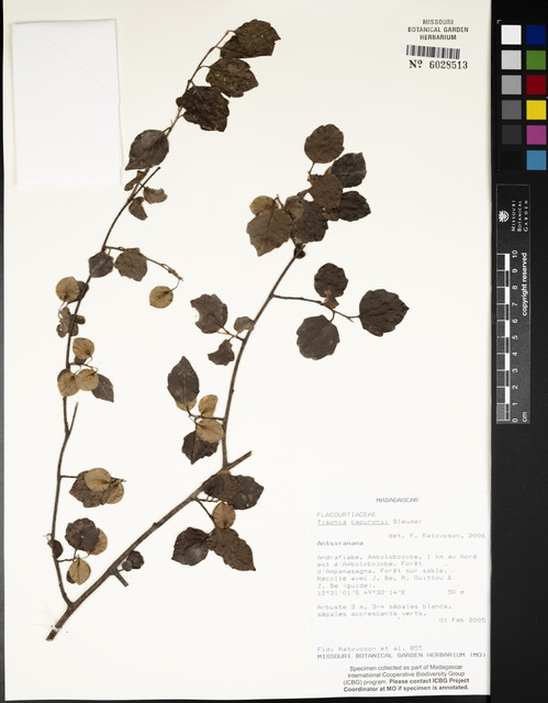 Tisonia capuronii photo 3