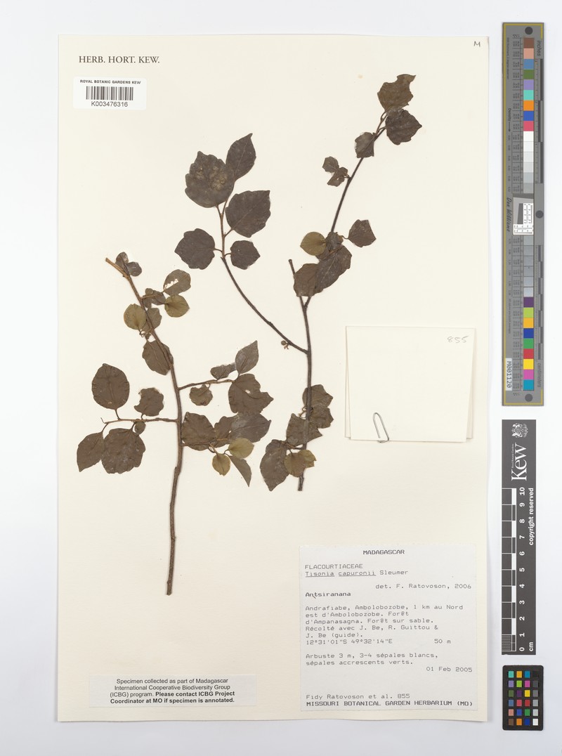Tisonia capuronii photo 4