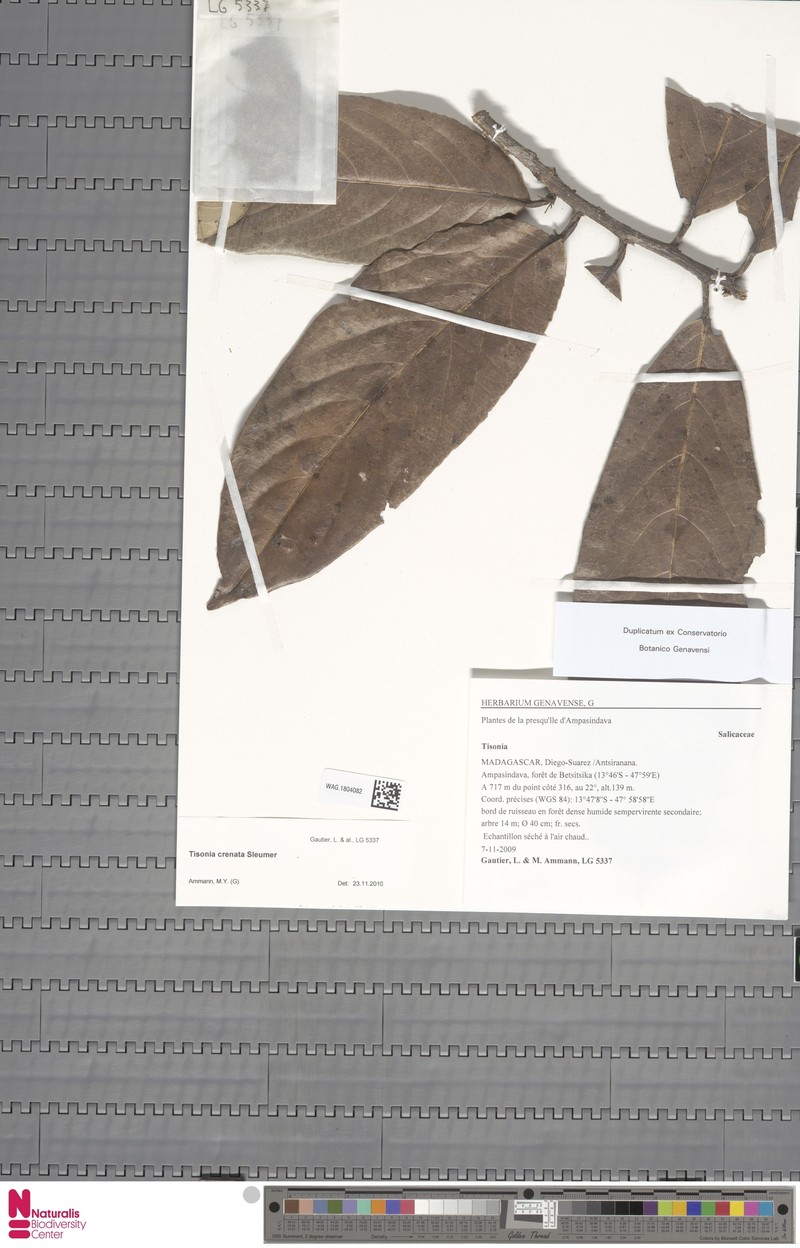 Tisonia crenata
