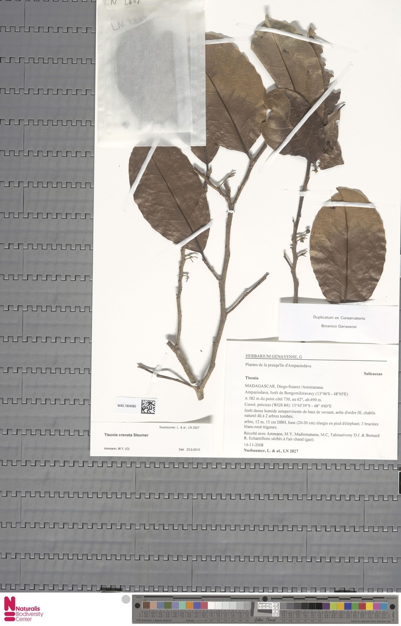 Tisonia crenata photo 2