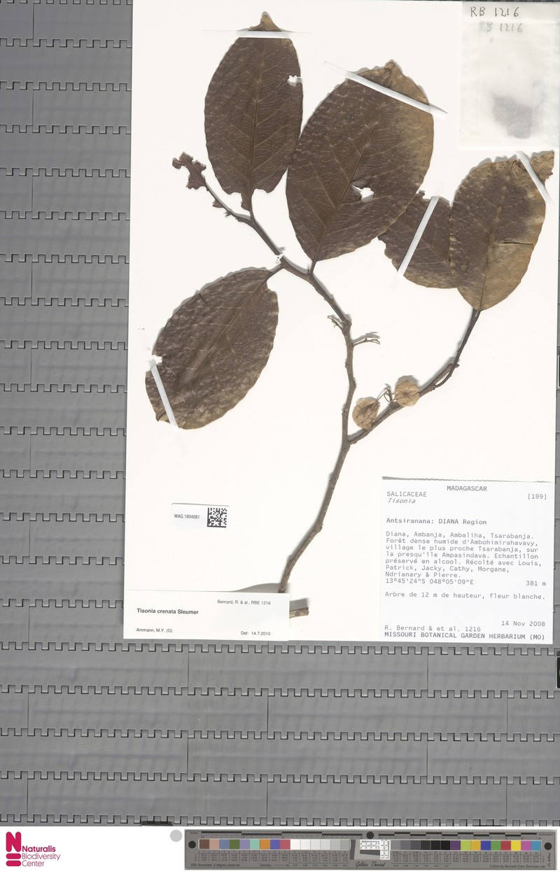 Tisonia crenata photo 3