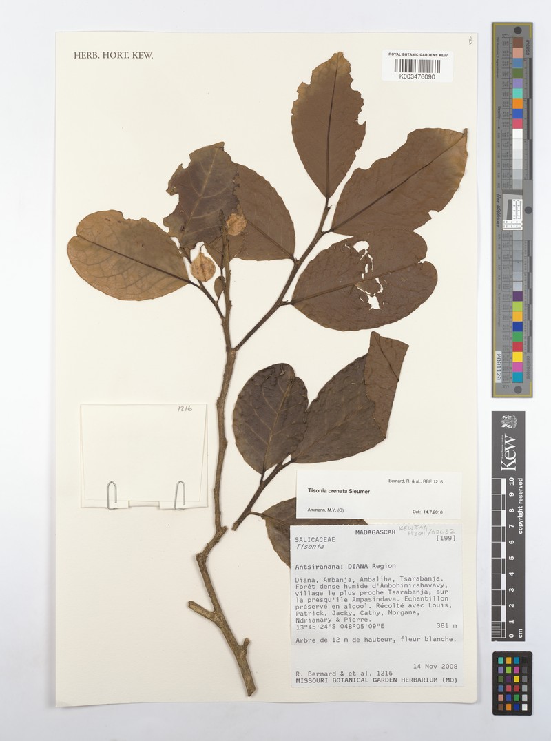 Tisonia crenata photo 4