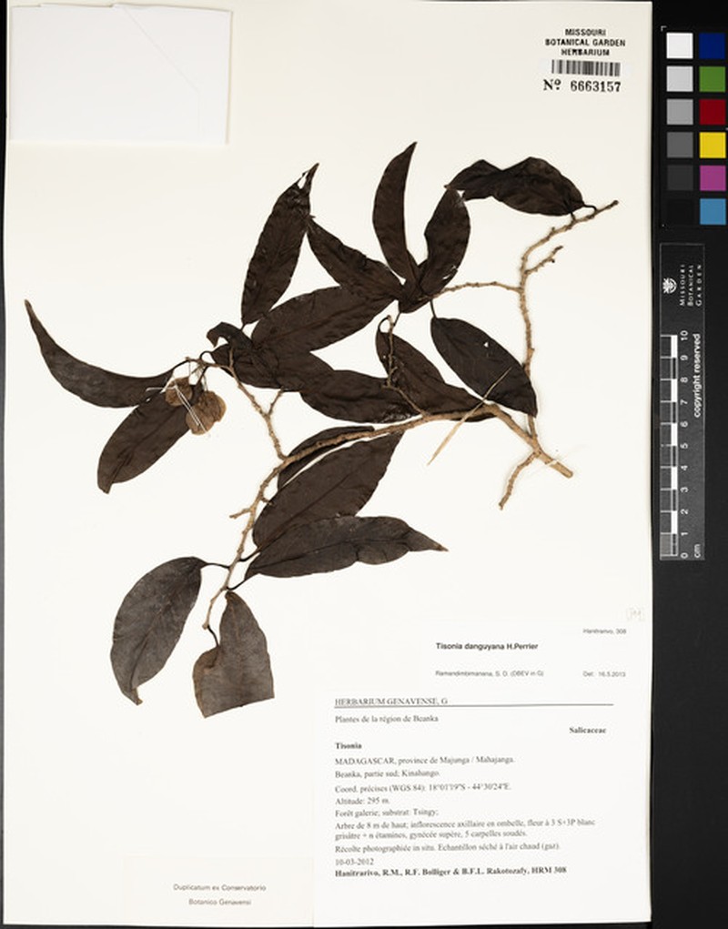 Tisonia danguyana