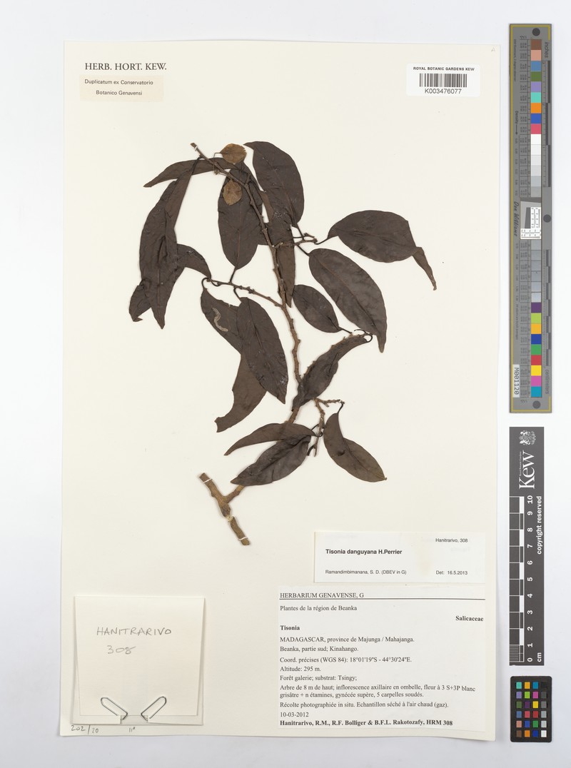Tisonia danguyana photo 2