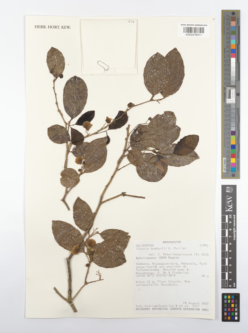 Tisonia humbertii