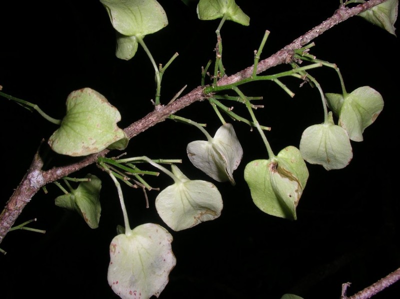 Tisonia humbertii photo 2