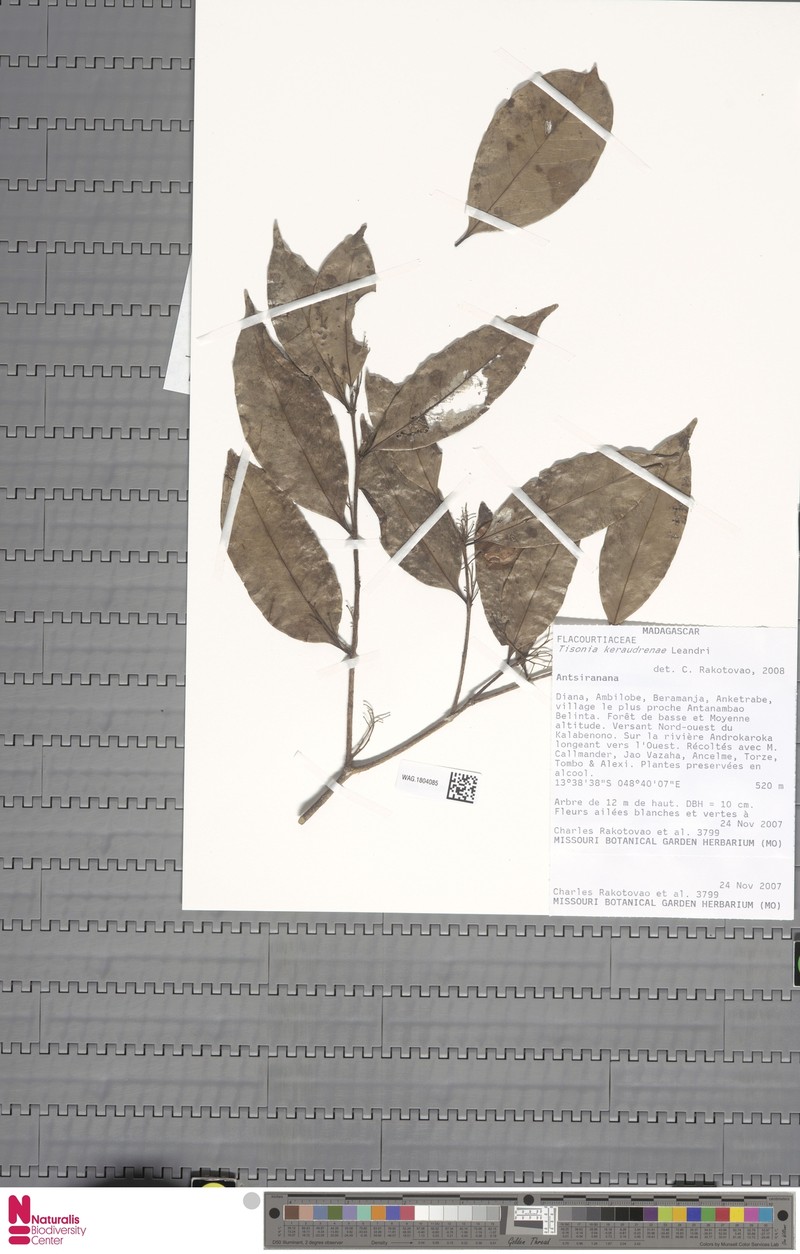 Tisonia keraudrenae