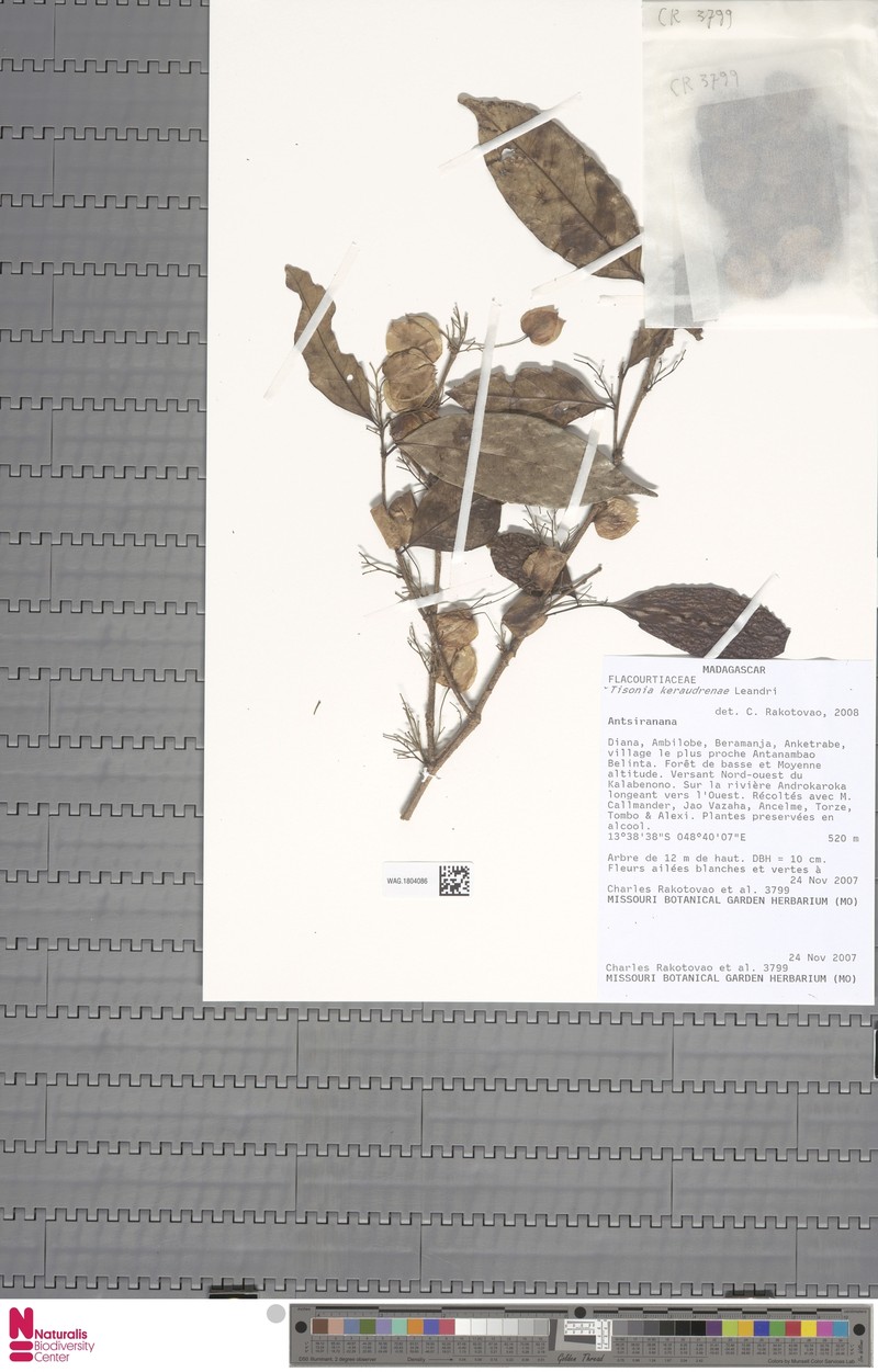 Tisonia keraudrenae photo 2
