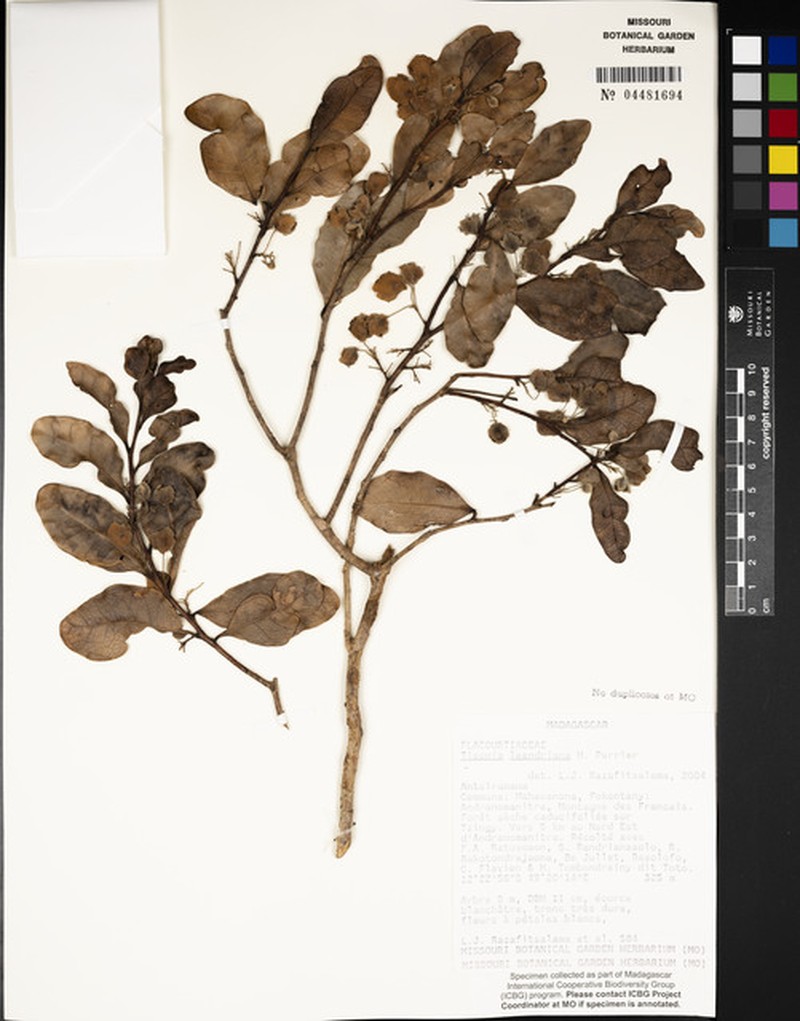 Tisonia keraudrenae photo 3