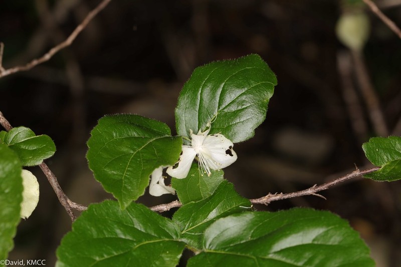 Tisonia palmatinervis photo 2