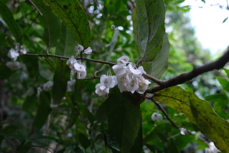 Tisonia palmatinervis photo 3