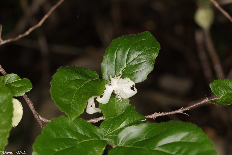 Tisonia palmatinervis photo 6