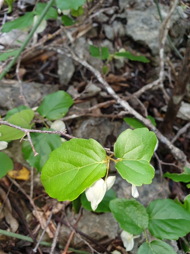 Tisonia palmatinervis photo 7