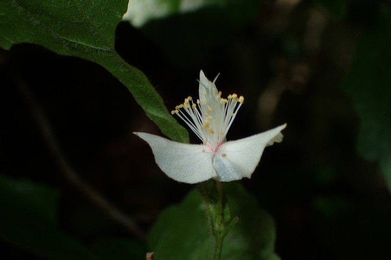 Tisonia palmatinervis photo 8