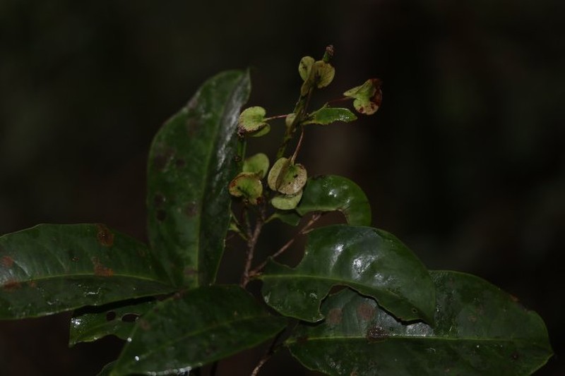 Tisonia rubescens