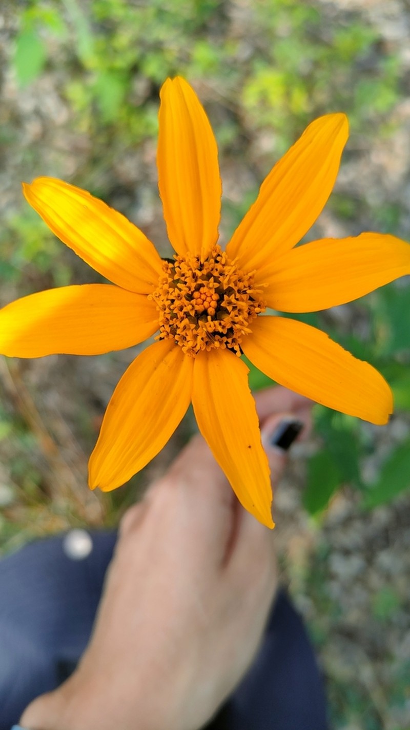 Tithonia brachypappa