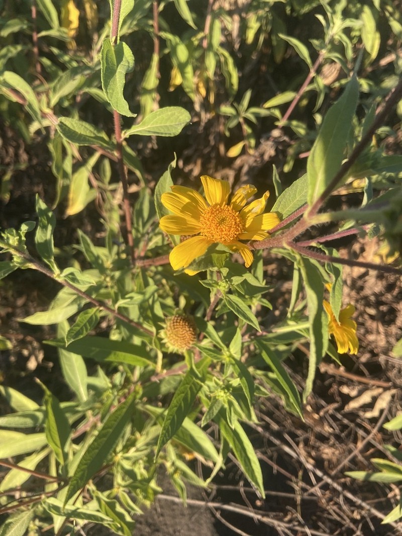 Tithonia calva