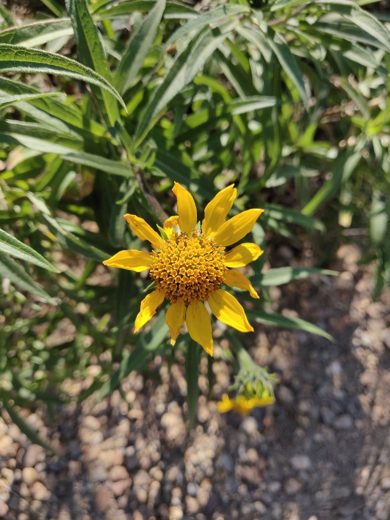 Tithonia calva photo 2