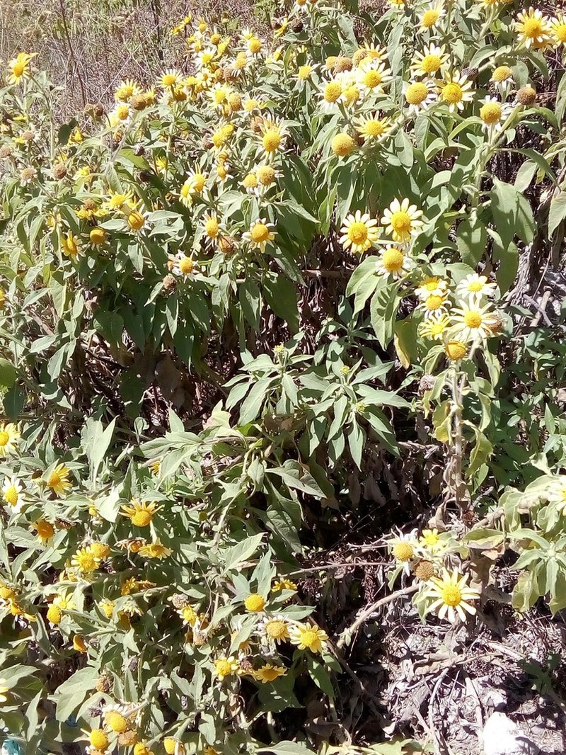 Tithonia calva photo 3