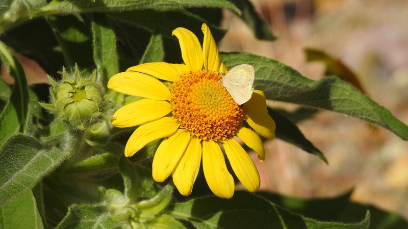 Tithonia calva photo 4