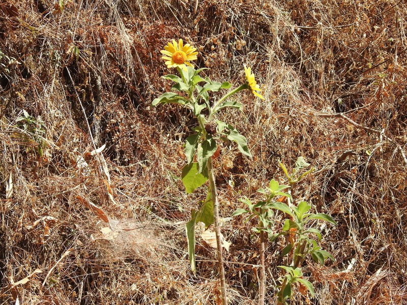 Tithonia calva photo 5