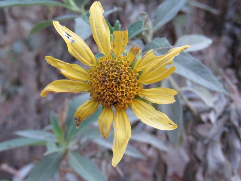 Tithonia calva photo 6