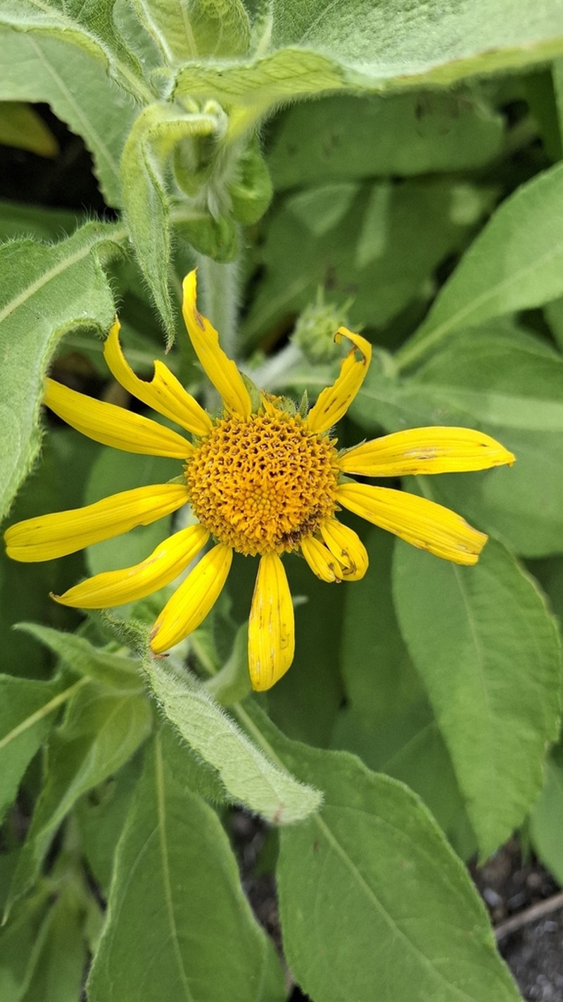 Tithonia calva photo 7