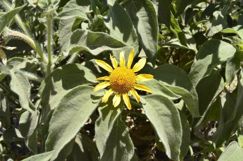Tithonia calva photo 8