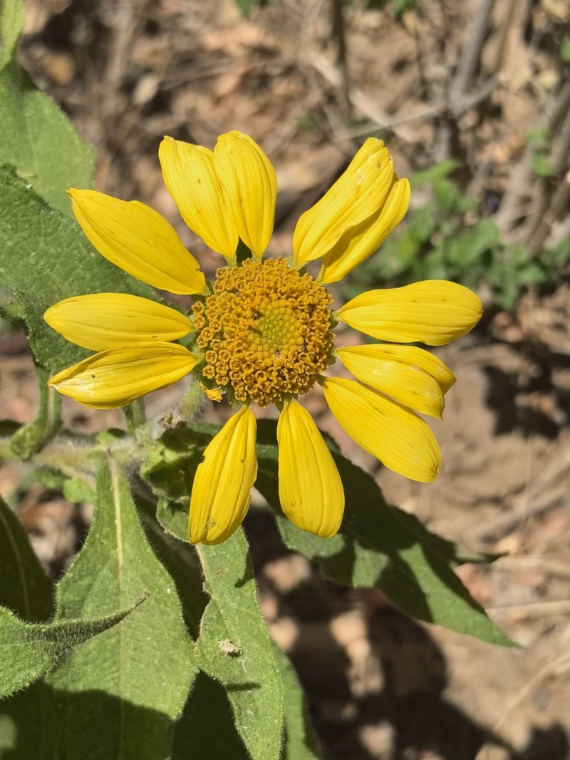 Tithonia calva var. auriculata