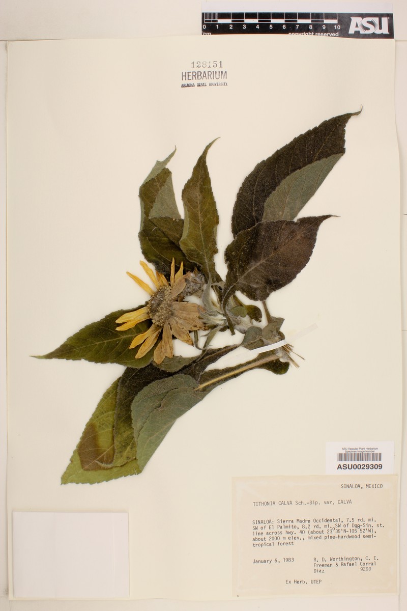 Tithonia calva var. calva