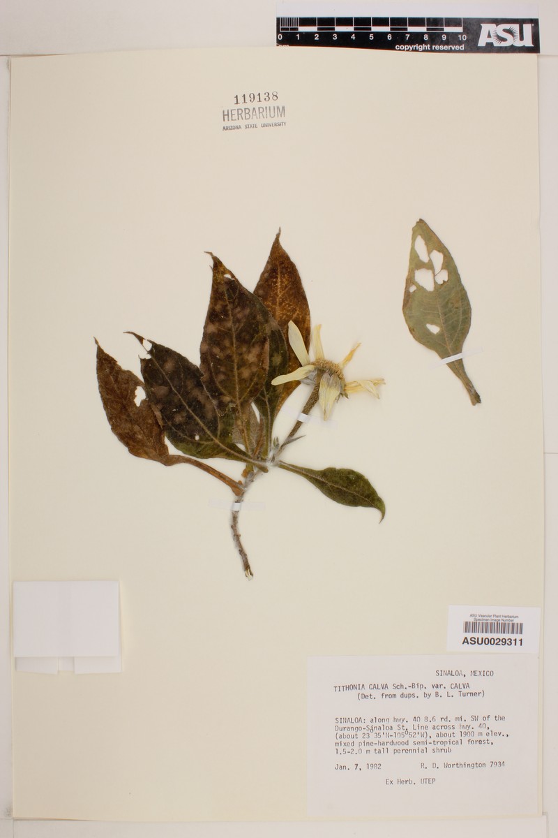 Tithonia calva var. calva photo 2