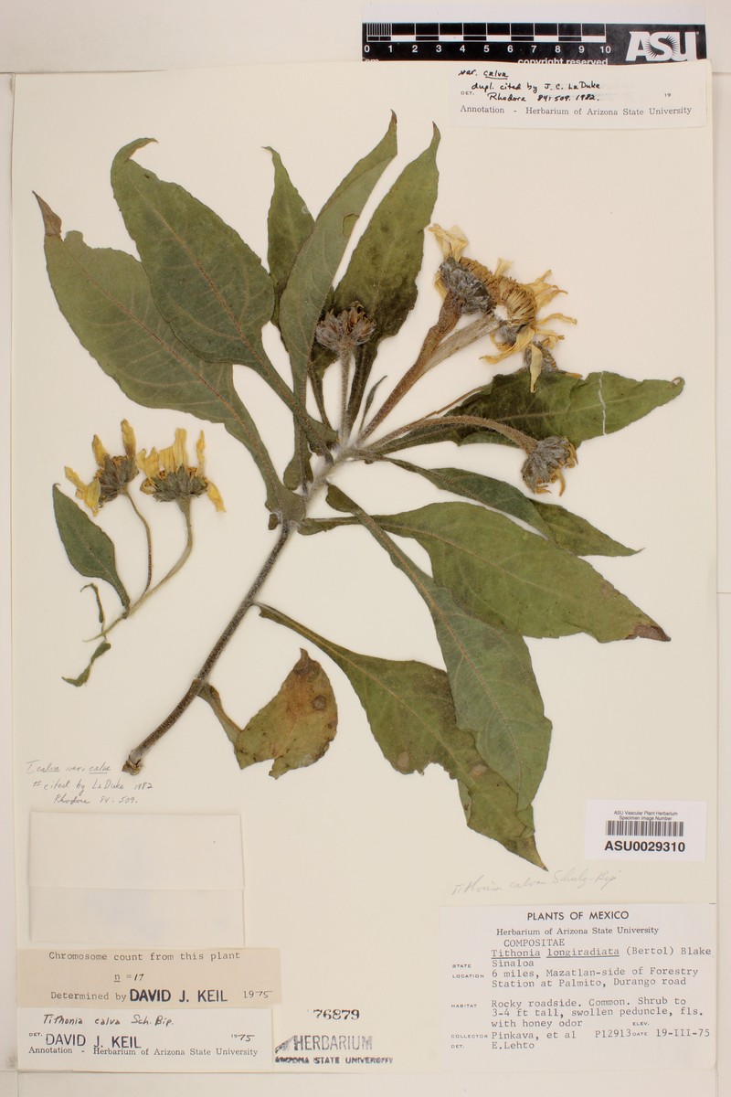 Tithonia calva var. calva photo 3