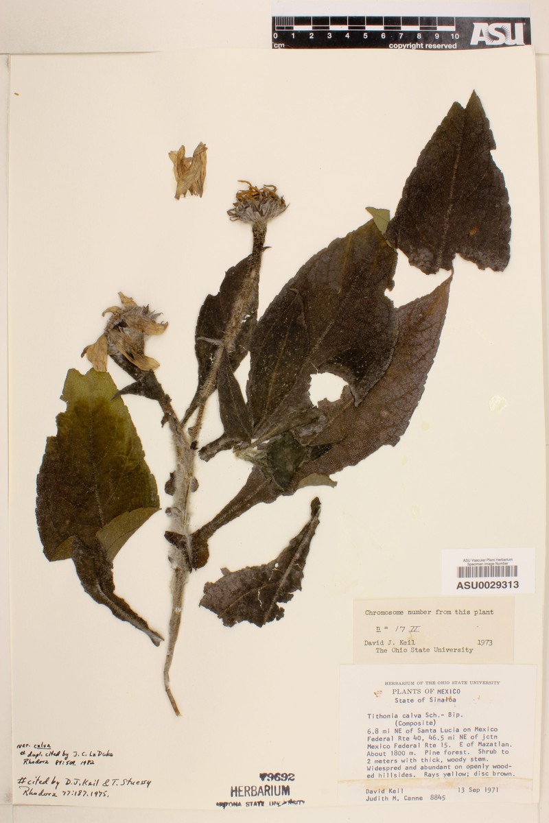 Tithonia calva var. calva photo 4
